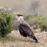 Southern Caracara