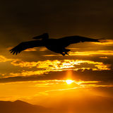 Dalmatian pelican in sunrise