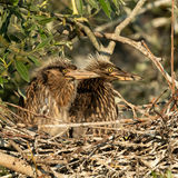 Night heron chicks