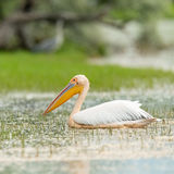White pelican