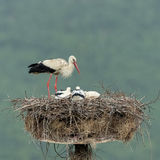 White storks in the rain