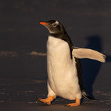 Gentoo Penguin