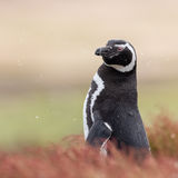 Magellanic Penguin