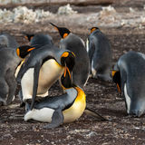 King Penguin mating