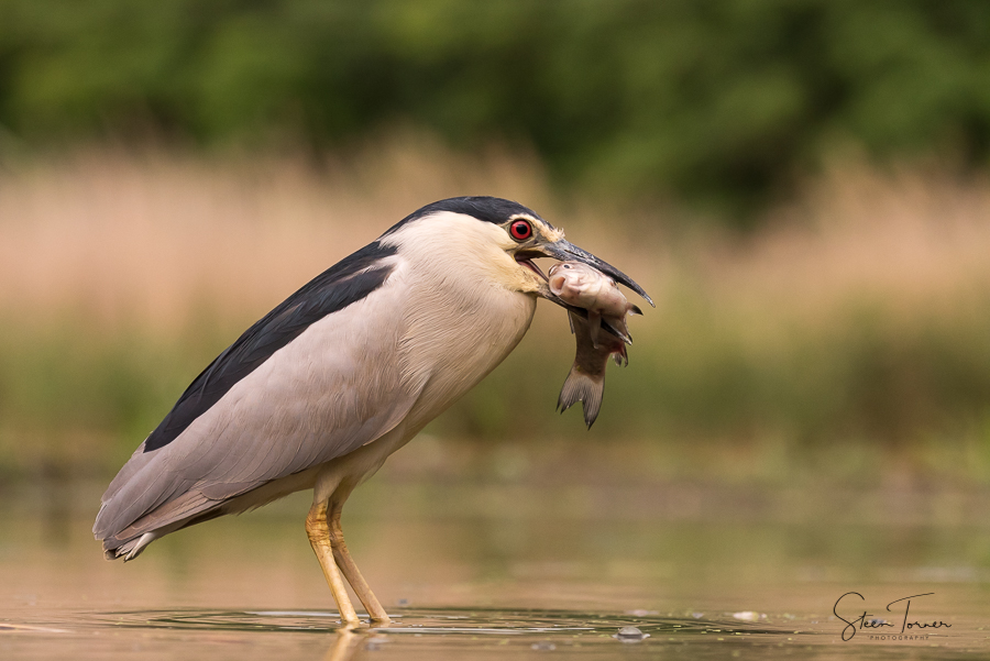 Night Heron with catch