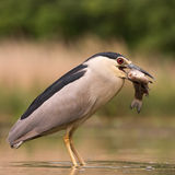 Night Heron with catch