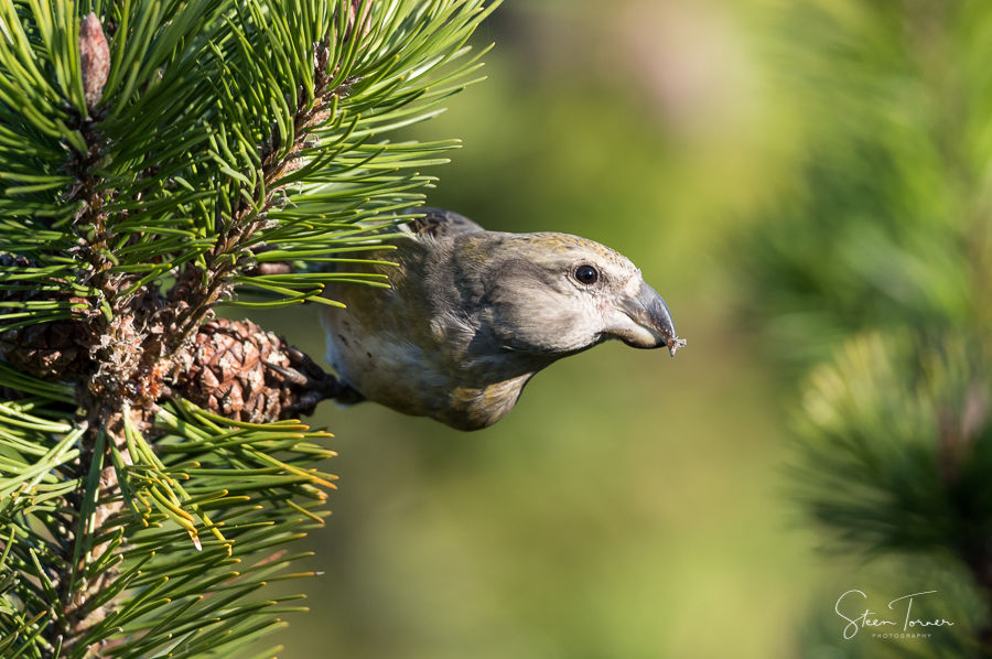 Parrot crossbill