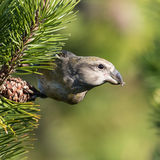 Parrot crossbill