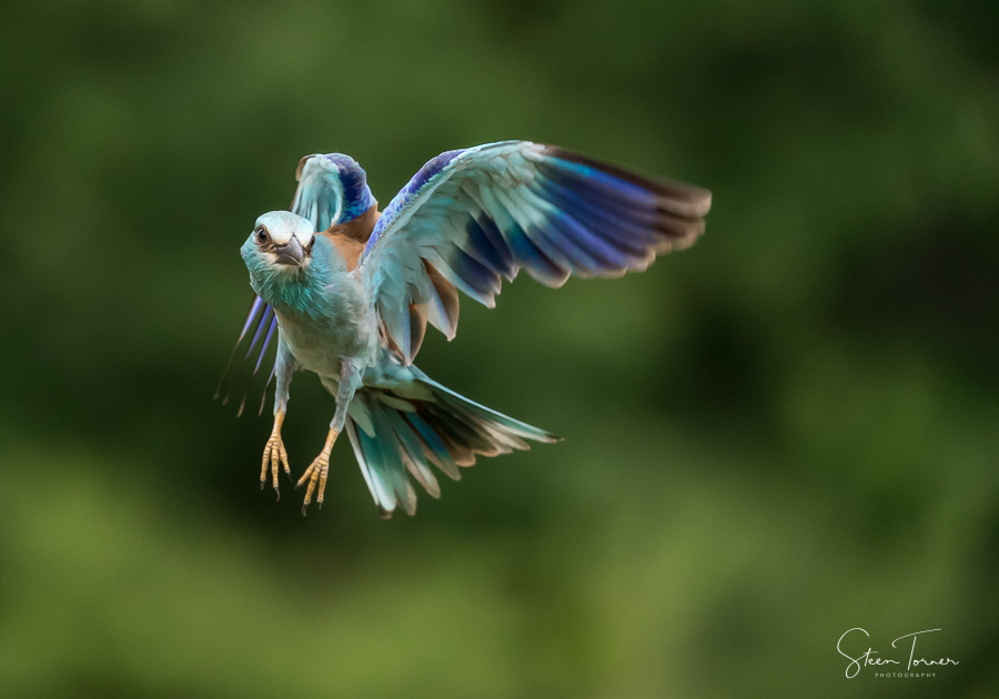 Roller in flight
