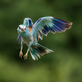 Roller in flight