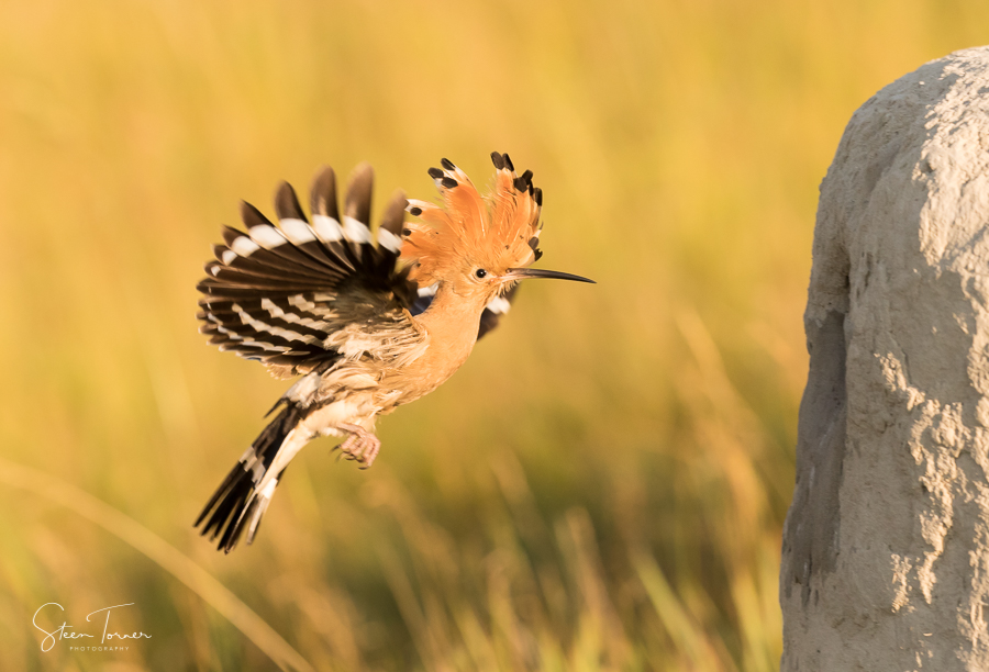 Hoopoe entering nest