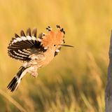 Hoopoe entering nest