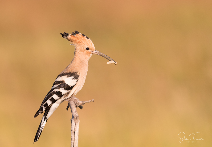 Hoopoe with feed
