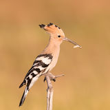 Hoopoe with feed