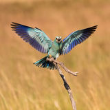Roller with spread wings