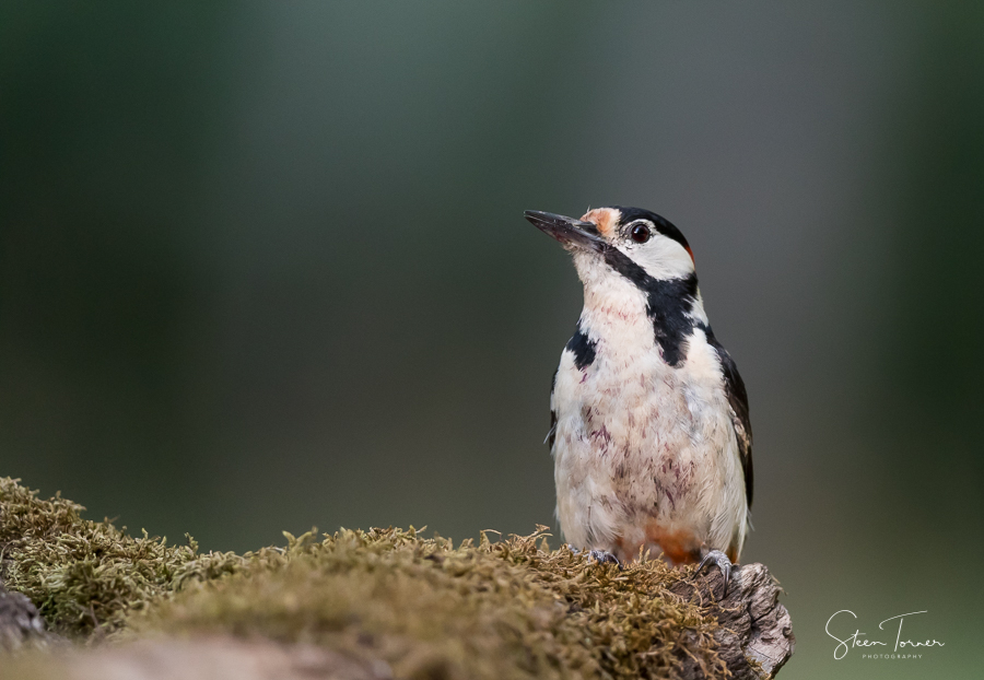 Great Spotted Woodpecker