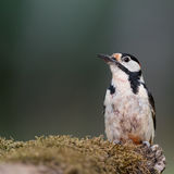 Great Spotted Woodpecker