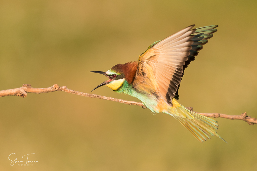 Angry European Bee Eater