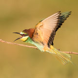 Angry European Bee Eater