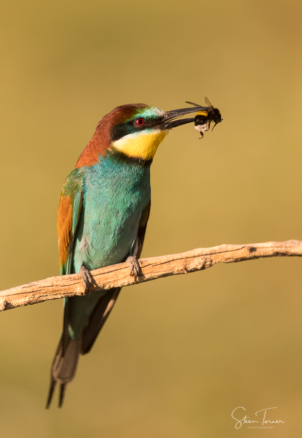 European Bee Eater with bumblebee