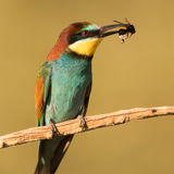 European Bee Eater with bumblebee