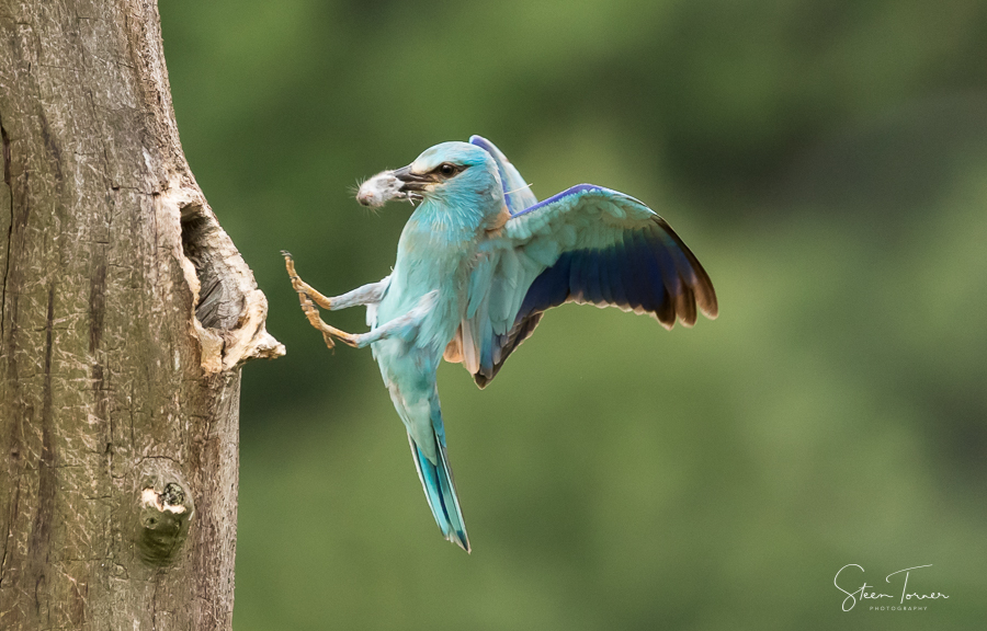 Flying Roller with vole