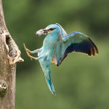 Flying Roller with vole