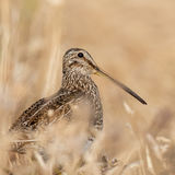 South American Snipe