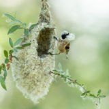 Penduline tit