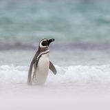 Magellanic Penguin