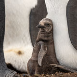 King Penguin chick