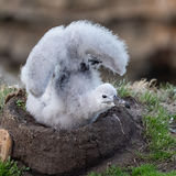Black-browed Albatross chick