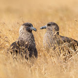 Brown Skuas