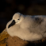 Black-browed Albatross chick