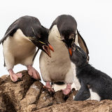 Southern Rockhopper Penguins