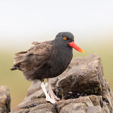Blackish Oystercatcher