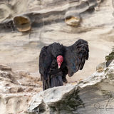 Turkey Vulture