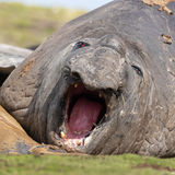 Southern Elephant Seal