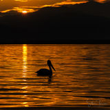 Dalmatian pelican in sunrise