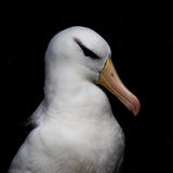 Black-browed Albatross