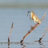 Squacco heron