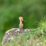 Hoopoe