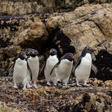 Southern Rockhopper Penguins