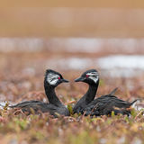 White-tufted Grebe