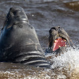 Southern Elephant Seals