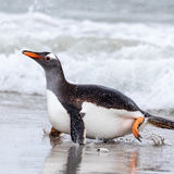 Gentoo Penguin