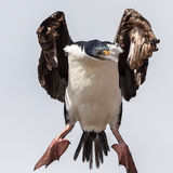 Imperial Cormorant
