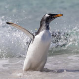 Gentoo Penguin