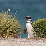 Magellanic Penguin