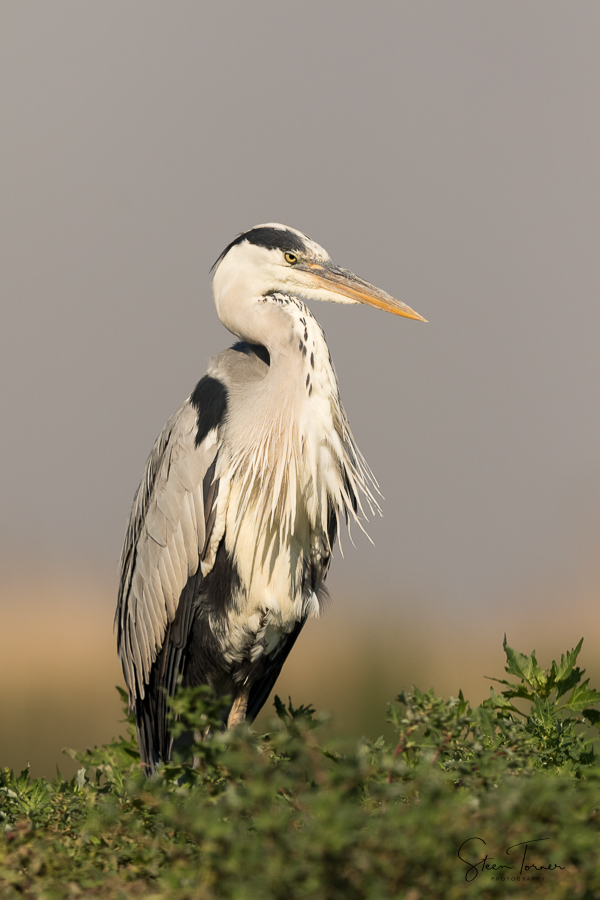 Grumpy Grey Heron